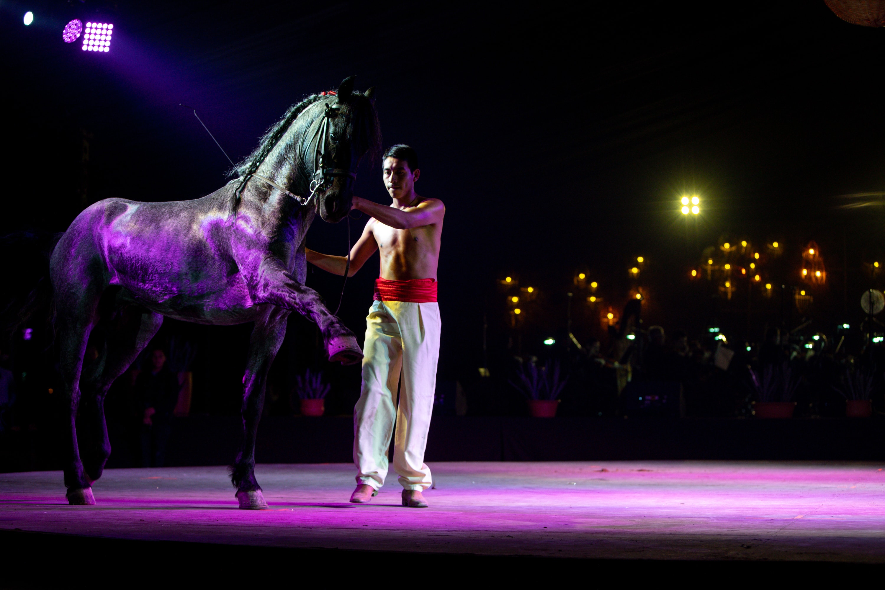 Domador con caballo negro bajo luz púrpura
